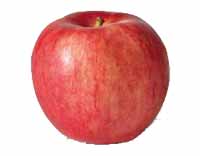 sadnice voća - jabuka ajdared