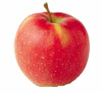 Sadnice voca jabuka jona gold