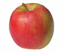 Sadnice voca jabuka pink lejdi