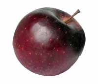 Sadnice voca jabuka red cif