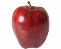 Sadnice voca jabuka red top