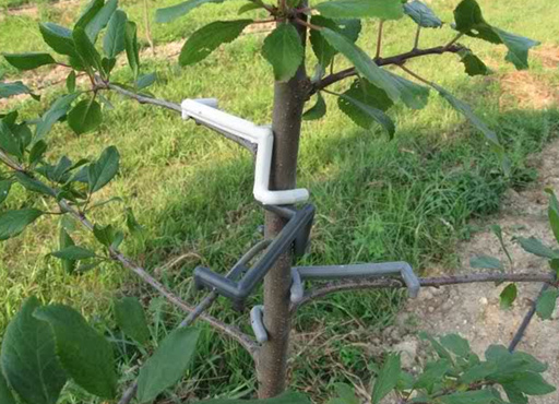 formiranje krošnje voćnih stabala