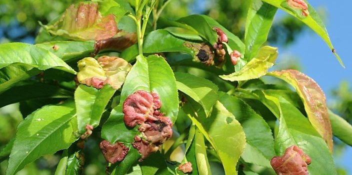 Zasadi breskve i radovi pre kretanja vegetacije zasadi breskve taphrina