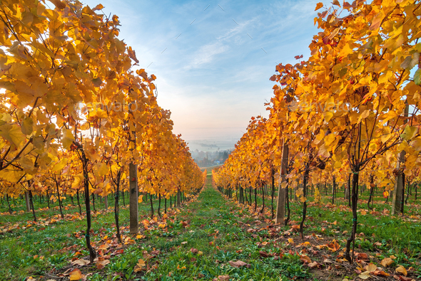 Jesenji radovi u vinogradu