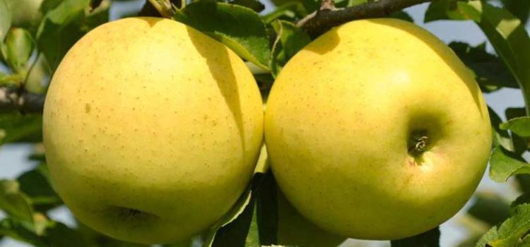 Jabuke sorte Zlatni Delišes