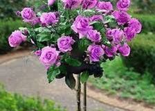 086