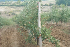 sadnice_voca021