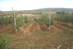sadnice_voca022