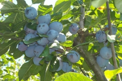sadnice_voca044