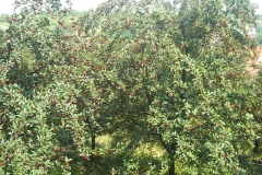 sadnice_voca055
